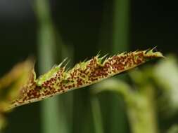 Imagem de Puccinia punctiformis (F. Strauss) Röhl. 1813