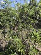 Image of Ipomoea chilopsidis Standl.