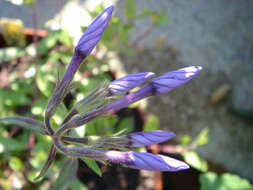 Image of creeping phlox