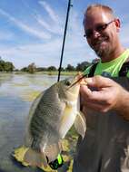 Image of Blue tilapia