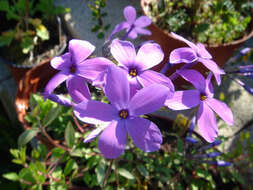 Image of creeping phlox