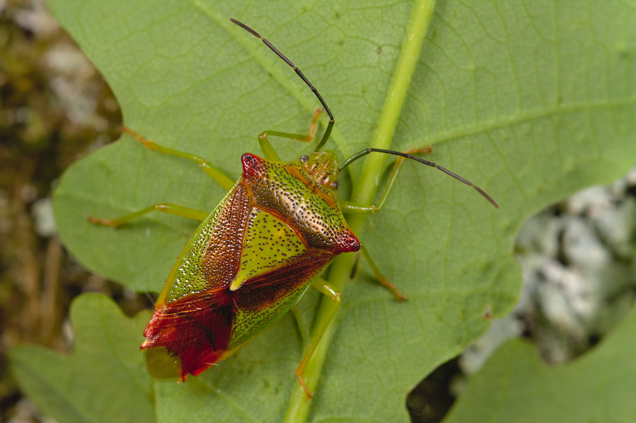 Image of Acanthosoma haemorrhoidale (Linnaeus 1758)