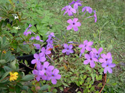 Image of creeping phlox