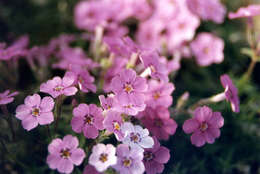 Image of moss phlox