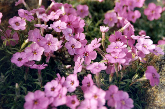 Image of moss phlox