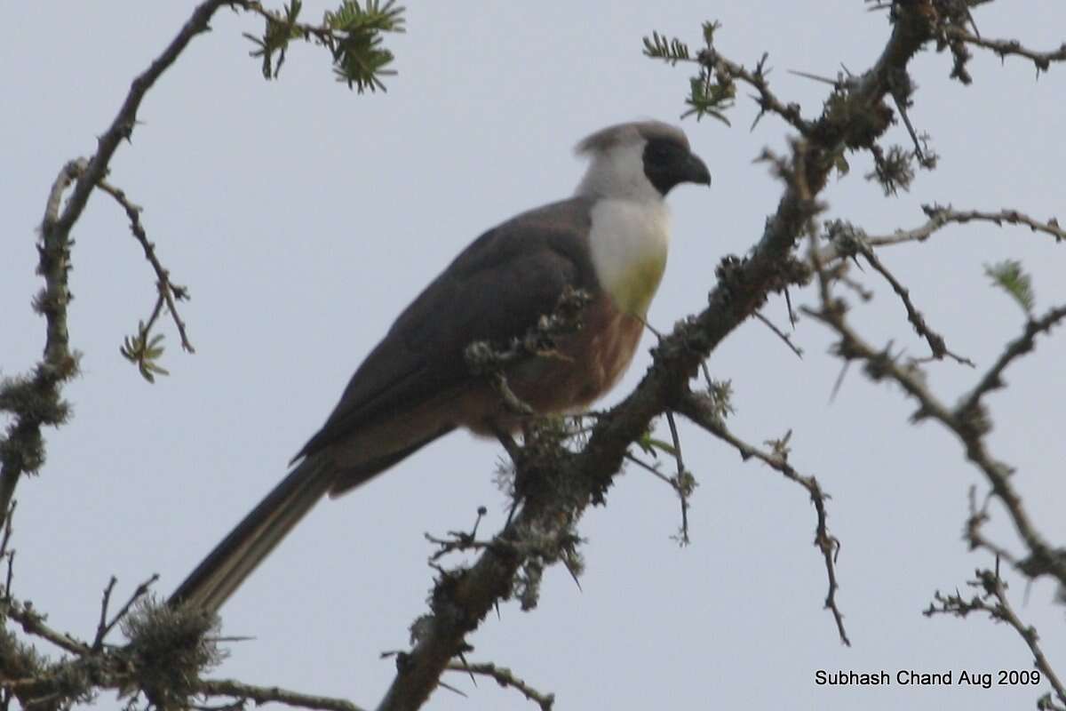 Image of Bare-faced Go-away Bird