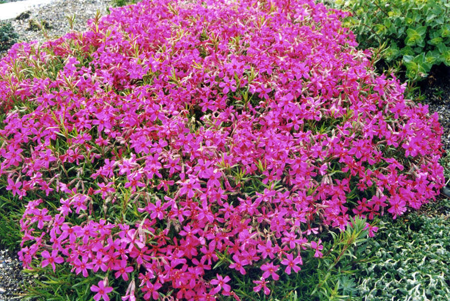 Image of moss phlox