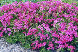 Image of moss phlox