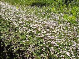 Plancia ëd Phyla nodiflora (L.) Greene