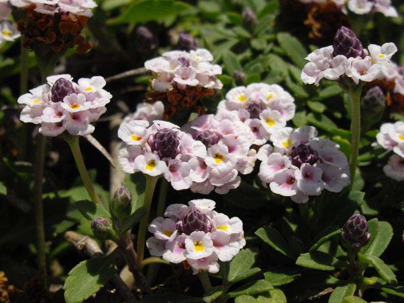 Plancia ëd Phyla nodiflora (L.) Greene