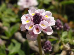 Plancia ëd Phyla nodiflora (L.) Greene