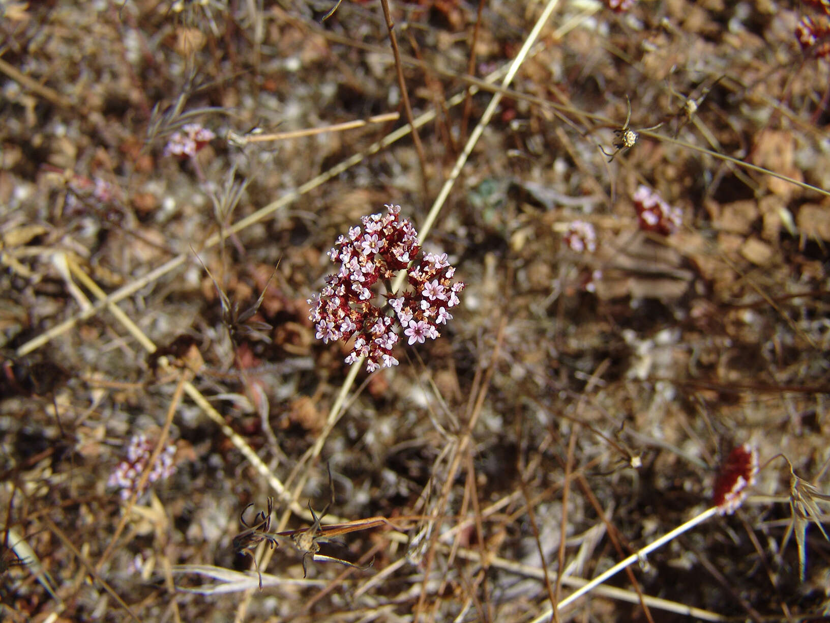 Image of Santa Barbara spineflower