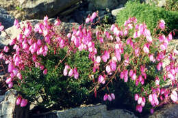 Image of blue mountainheath