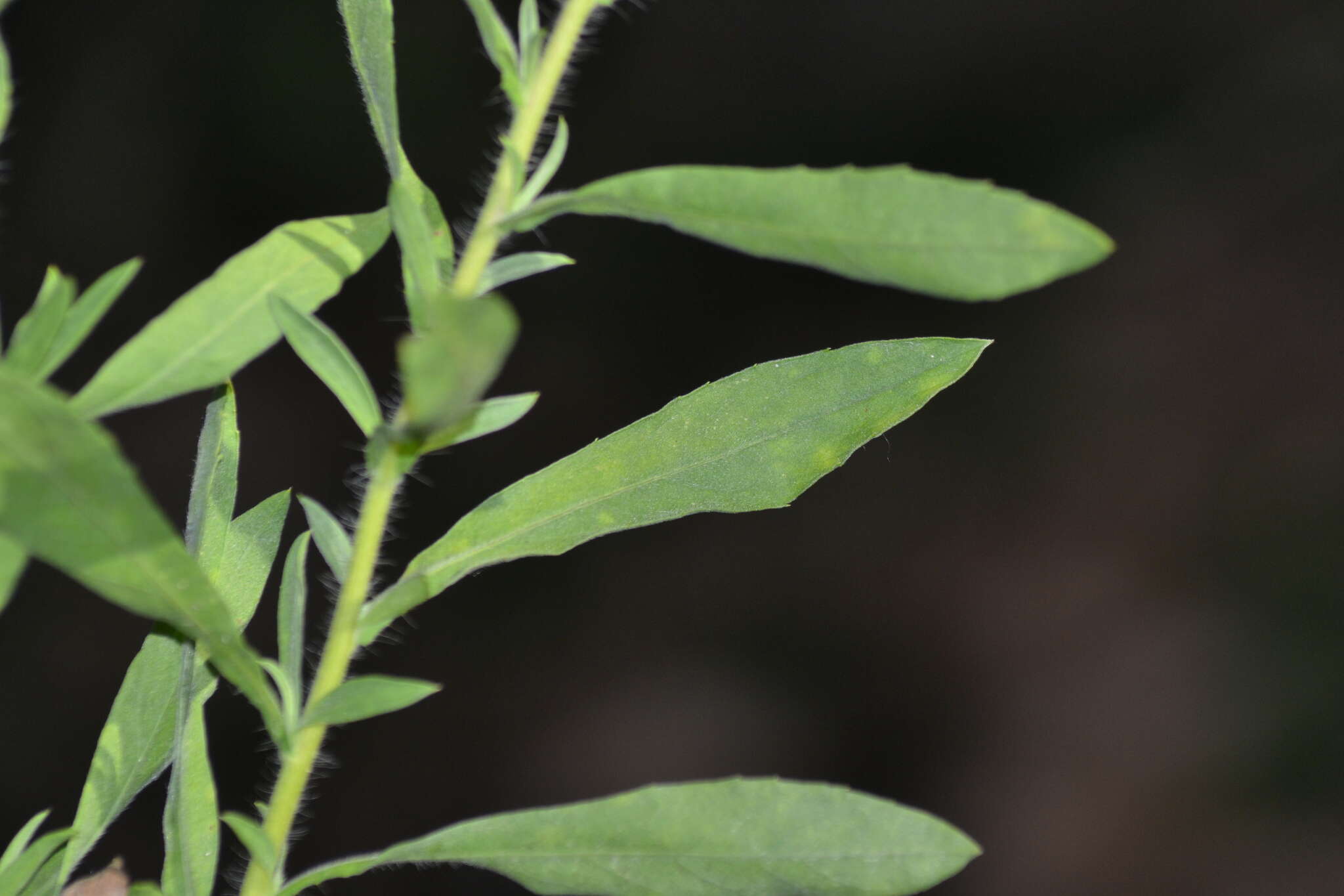 Image de Heterotheca camporum var. glandulissima