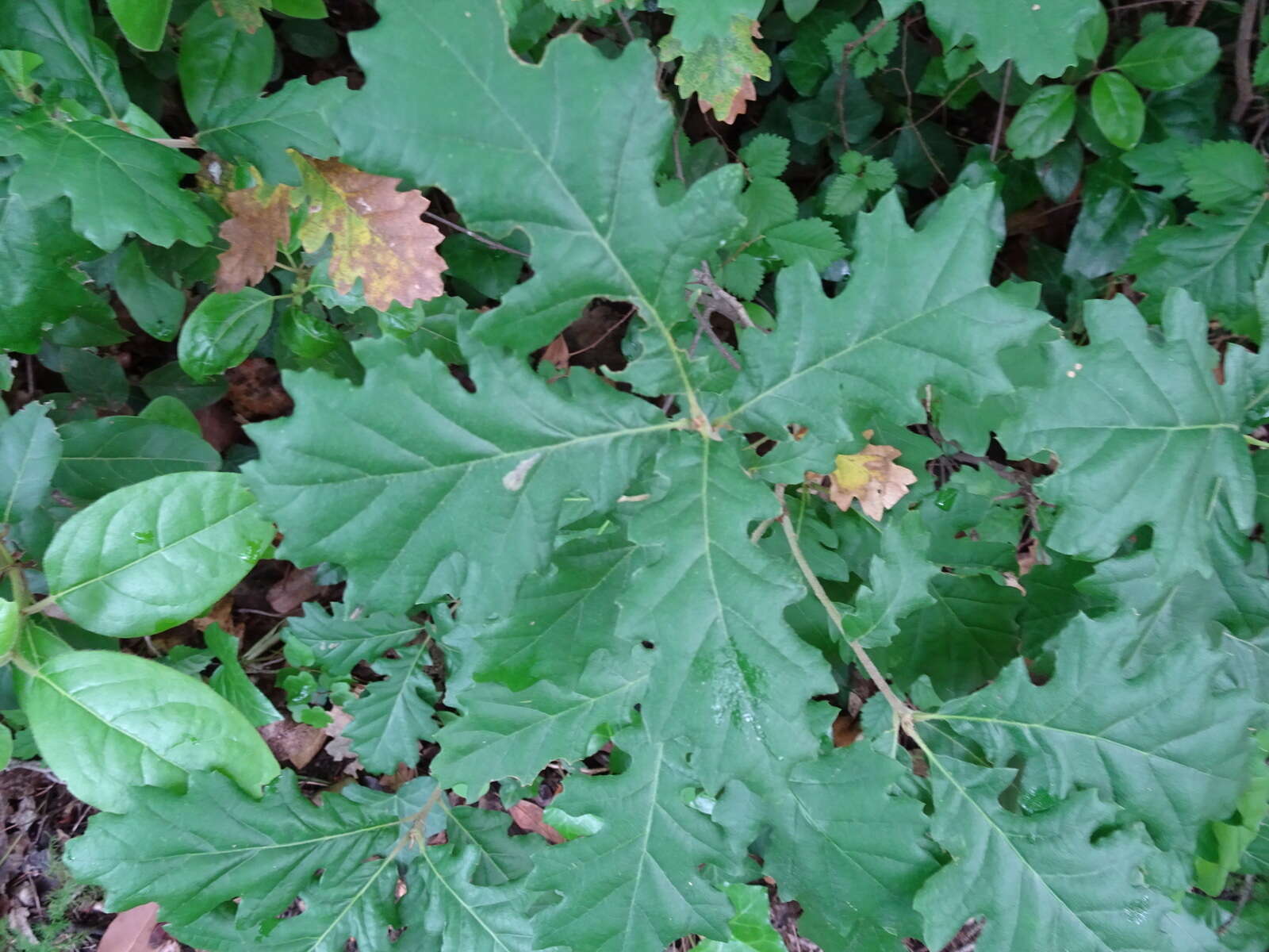 Image of Italian oak