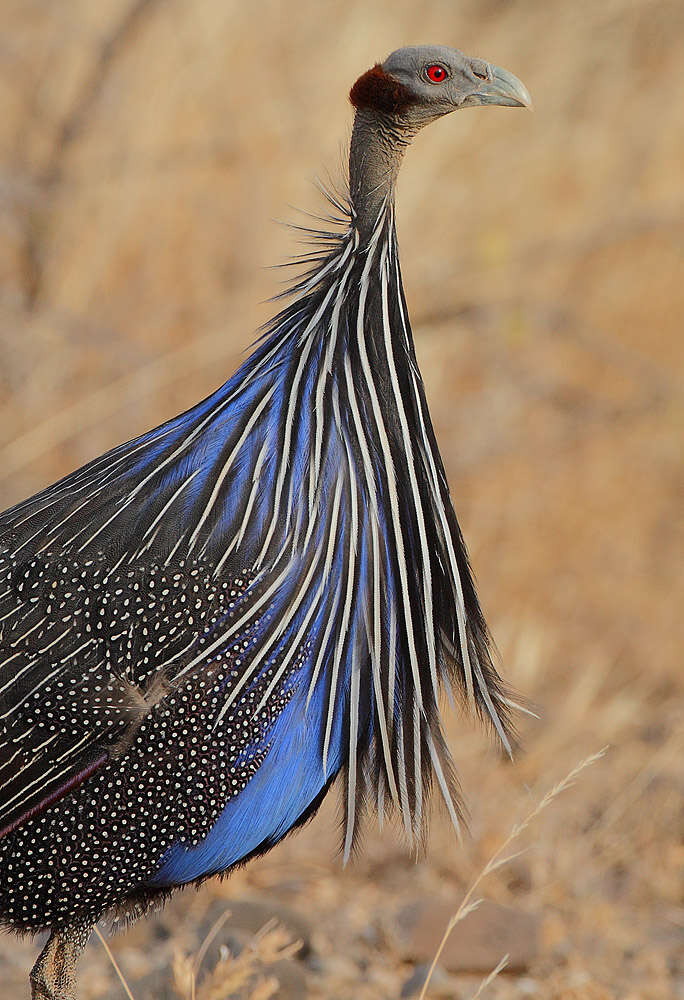 Image of guineafowls