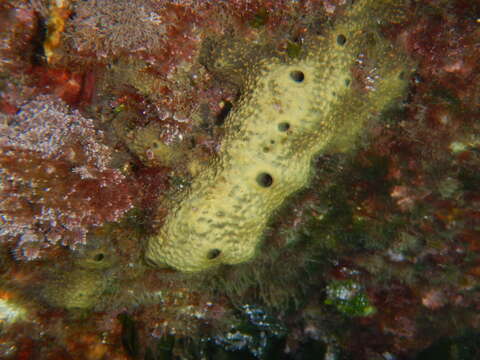 Image of variable loggerhead sponge