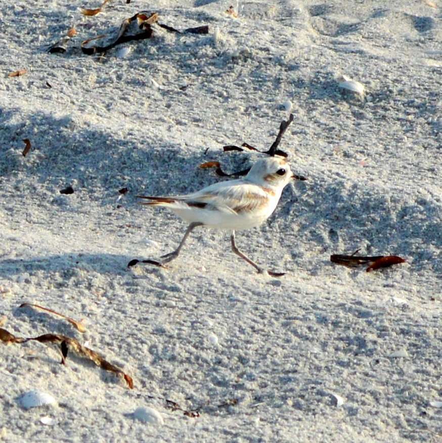 Image of Snowy Plover