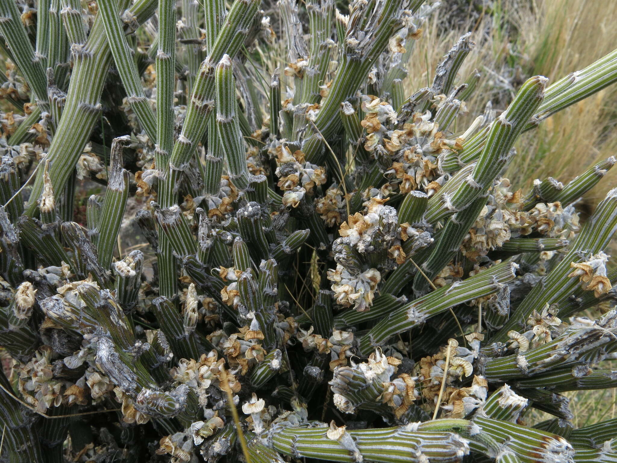 Image de Carmichaelia crassicaulis subsp. crassicaulis