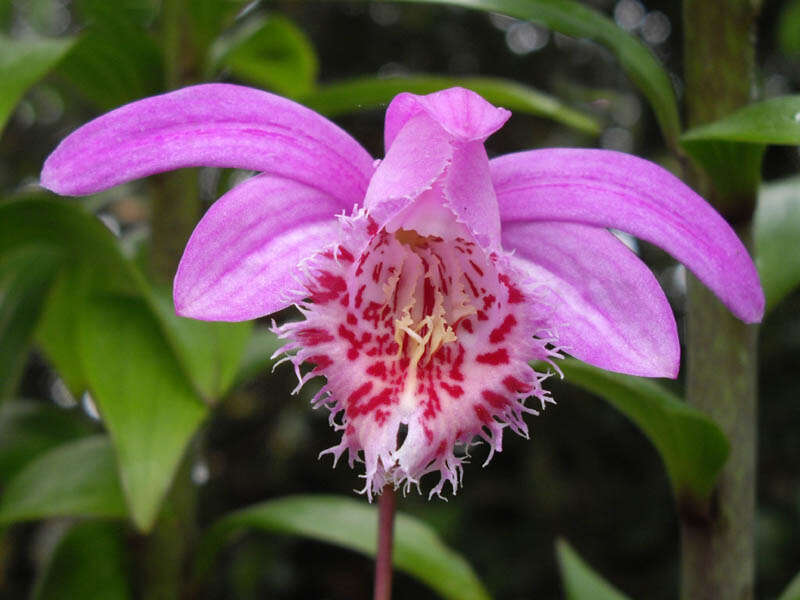 Plancia ëd Pleione