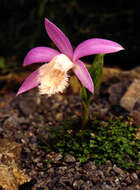 Pleione formosana Hayata resmi