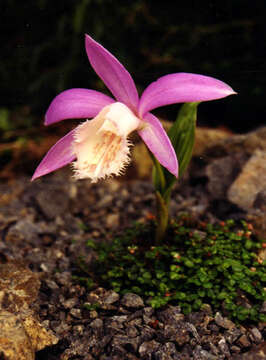 Pleione formosana Hayata resmi