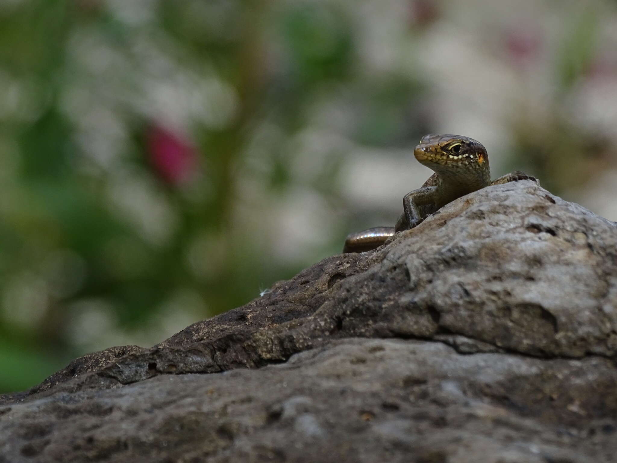 Image of Trachylepis thomensis Ceríaco, Marques & Bauer 2016