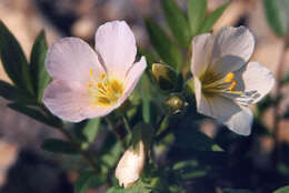 Image of royal Jacob's-ladder