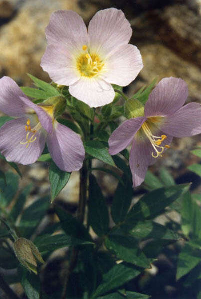 Image of royal Jacob's-ladder