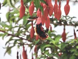 Image de Bombus dahlbomii Guérin-Méneville 1835