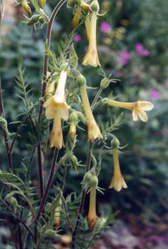 Image of fewflower Jacob's-ladder