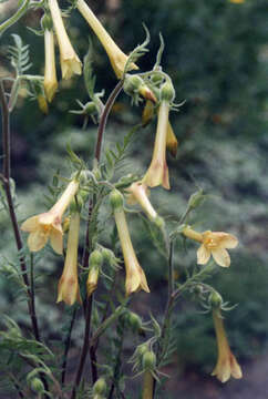 Image of fewflower Jacob's-ladder