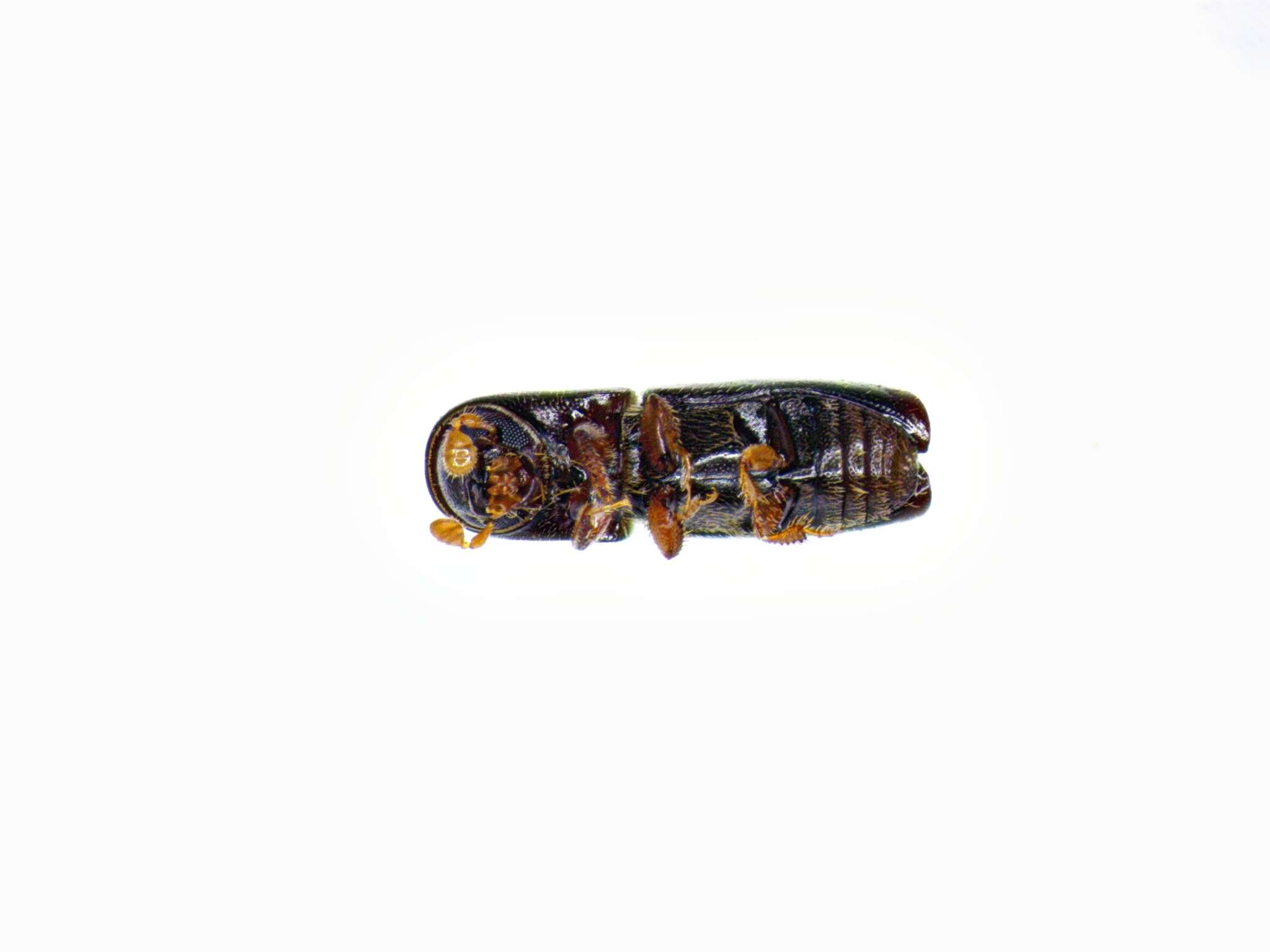 Image of Bark beetle