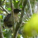 Image of Vogelkop Bowerbird