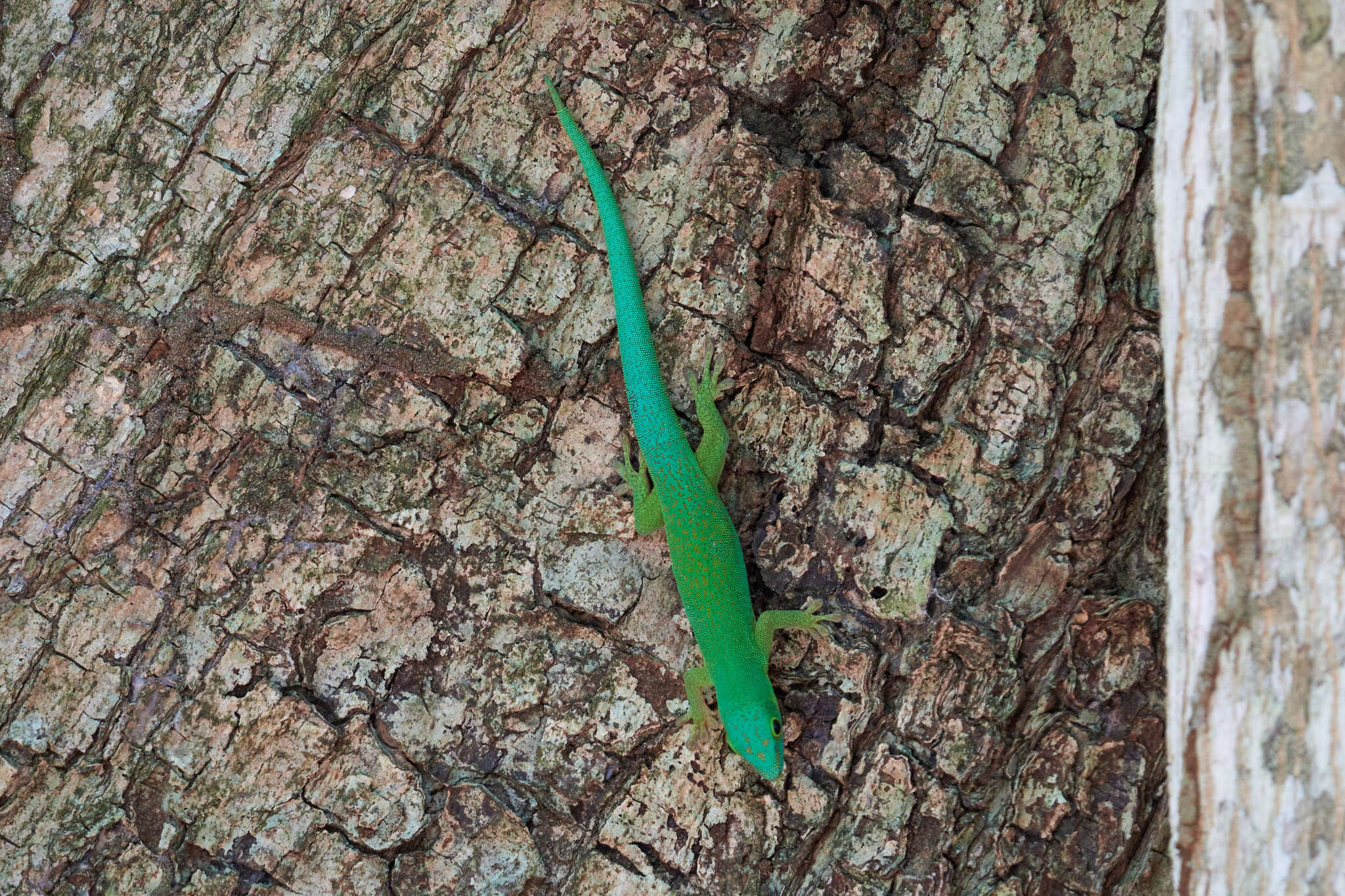 Слика од Phelsuma sundbergi Rendahl 1939