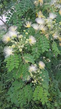 Albizia kalkora (Roxb.) Prain的圖片