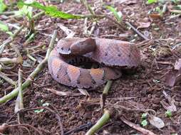 Image of Bothrocophias hyoprora (Amaral 1935)