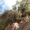 Imagem de Euphorbia heptagona L.