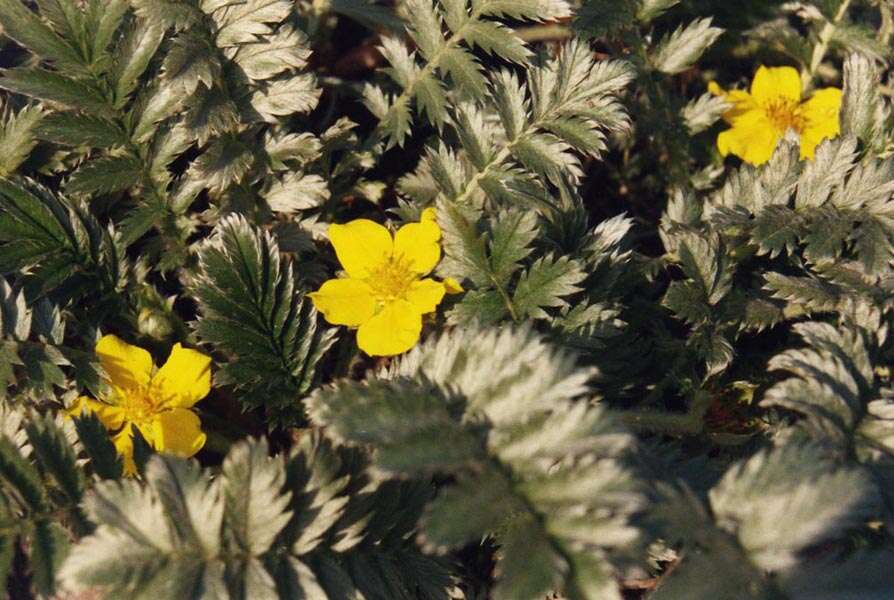 Image of silverweed cinquefoil