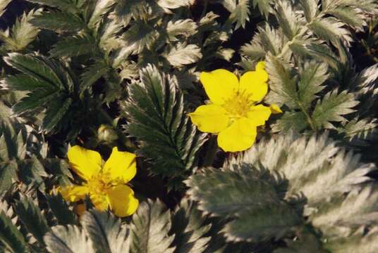 Image of silverweed cinquefoil