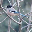 Imagem de Garrulus lanceolatus Vigors 1830