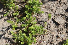 Image of upright pepperweed