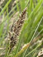 Image of Cusick's sedge