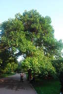 Image of princess tree