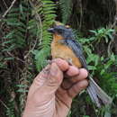 Image of Rufous-crested Tanager