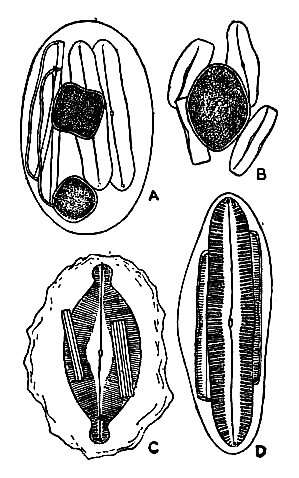 Image de Naviculaceae