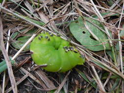 Image of privet hawk-moth