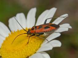 Image of Calocoris nemoralis (Fabricius 1787)