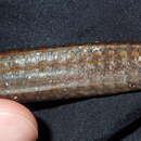 Image of Brigg's northern pipefish