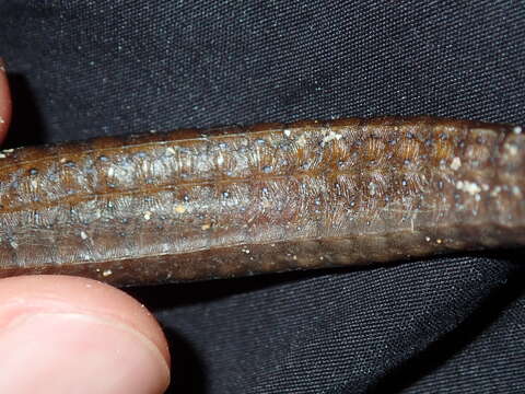 Image of Brigg's northern pipefish